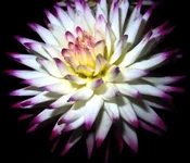 .webp