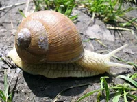 ulitkas.webp
