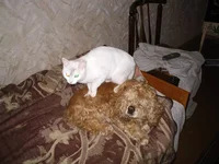100_0012s.webp