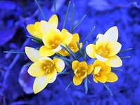 Flower.webp