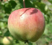 apple.webp