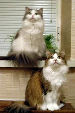 mycats.webp