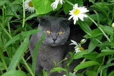 markiz.webp