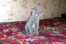 plyush1.webp