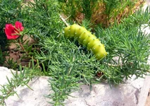gusenica.webp