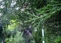 kapli.webp