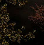 P4260531-1.webp