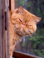 kfor.webp