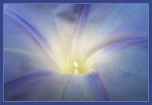 in_the_flower1.webp