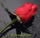 rose.webp