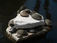 turtles_01.JPG