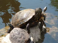 turtles_03.webp