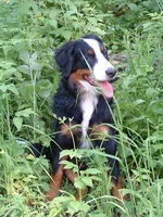 eva_2.webp