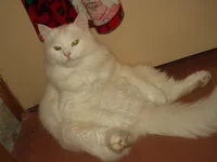 .webp
