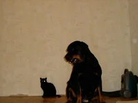 _и_Кися.webp