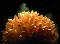 light_flower2.webp