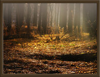januar_forest2005.jpg