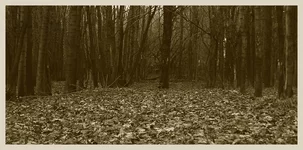 januar_forest2005_3.webp
