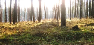 januar_forest2005_2.webp