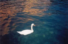 p_17.webp
