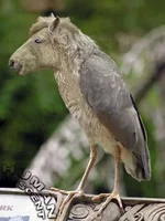 anubisSM.webp