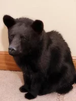 bearatMEDl.webp
