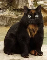 bearatSMl.webp