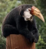 beardMEDl.webp