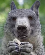 bearrelSM.webp