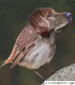 birdee.webp