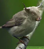 bullocksSM.webp