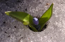 spring2.webp