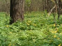 forrest_04.webp