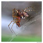 spiders2.webp