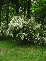 Resize of IMG_0960.webp