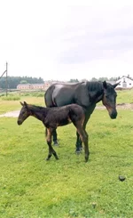 hors1.jpg