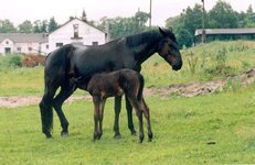 hors3.jpg