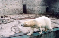 zoo2.webp