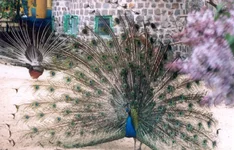 zoo4.webp
