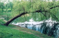 ki6inev2.webp