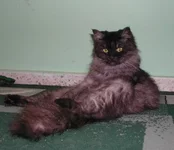 koshka1.webp