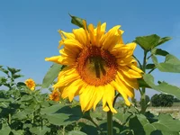 country_11.webp