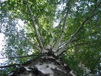 34.webp