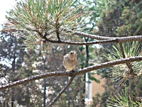 125.webp