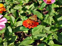 135.webp