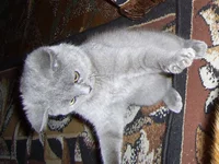 PIC_0014.webp