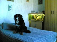 dog&fish.jpg