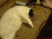 basya3.webp