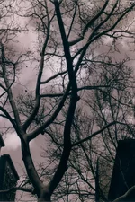Bare Winter Sky.webp