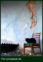 cat.webp